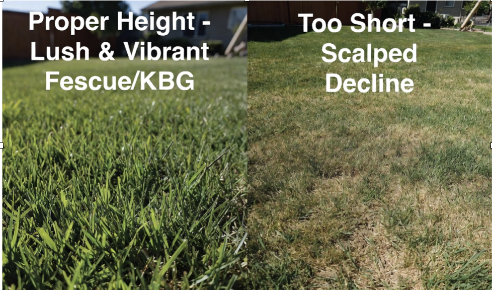 Cultural Decline : Why Mowing Practices Matter
